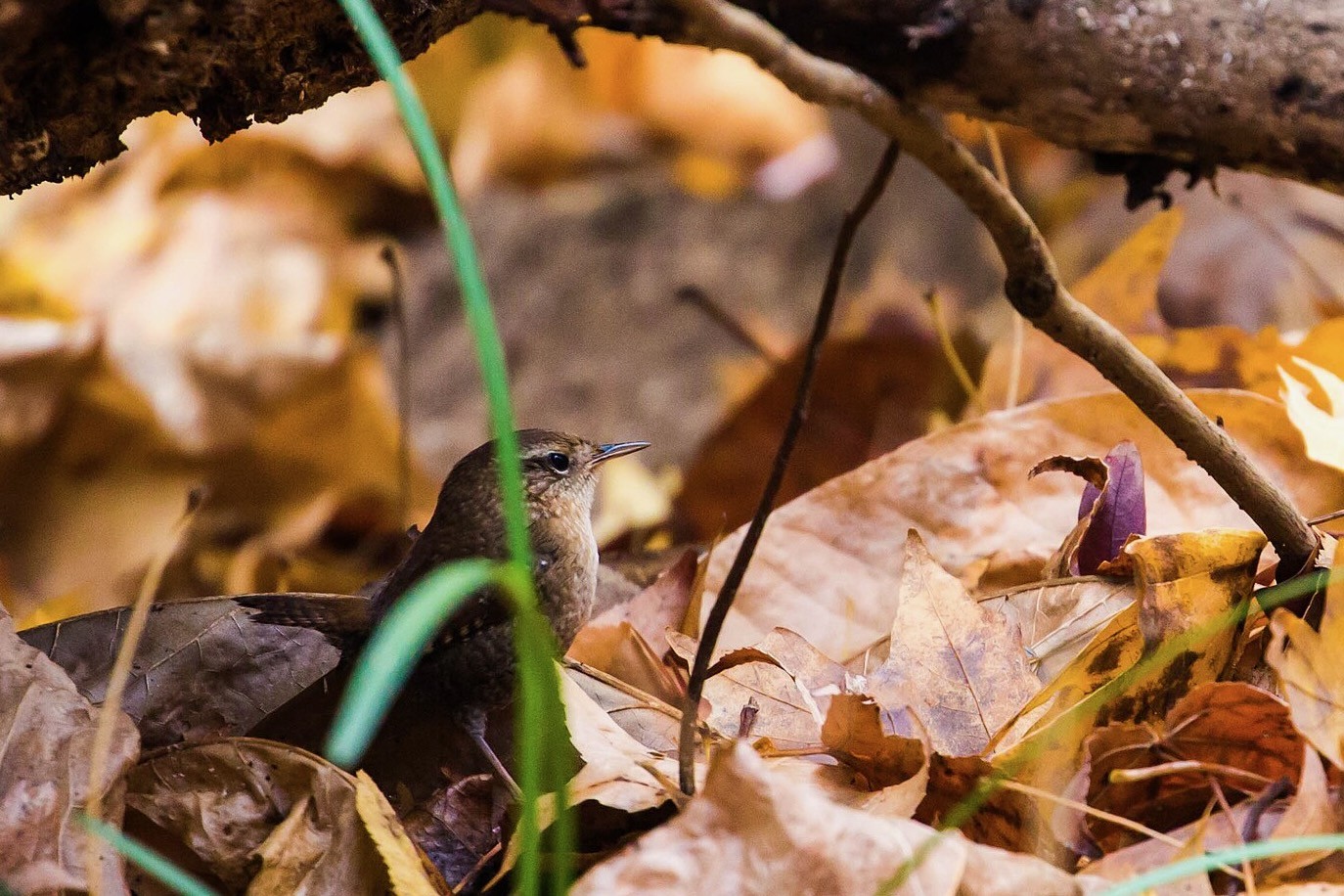 Winter Wren among litter by Melissa McMasters is licensed under CC BY-SA 2.0.